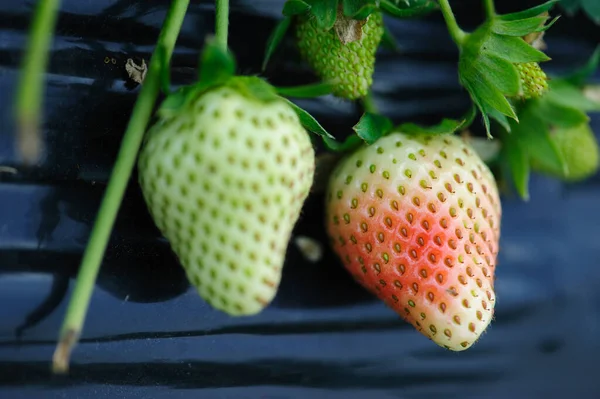 Erdbeerfrüchte Wachsen Garten — Stockfoto