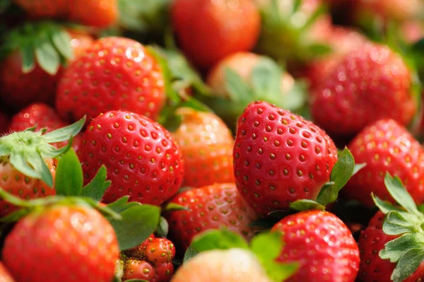 Raccogli Frutti Fragola Nel Giardino Primaverile — Foto Stock