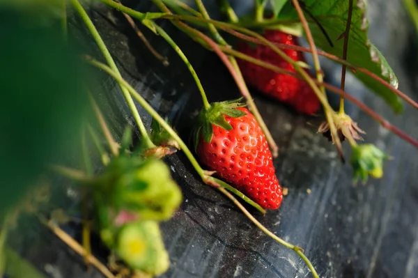 Frutos Srawberry Crescimento Jardim — Fotografia de Stock