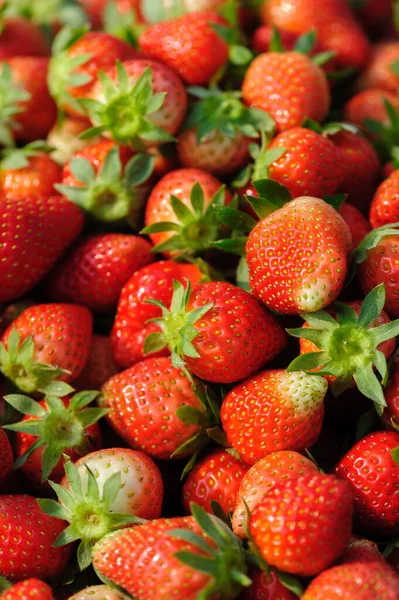 新鲜采摘的红草莓水果特写 — 图库照片