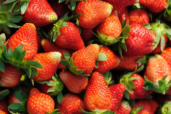 Frisch Gepflückte Rote Erdbeeren Nahaufnahme — Stockfoto