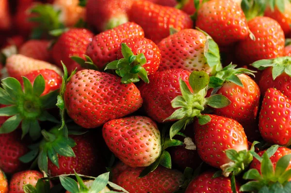 Frisch Gepflückte Rote Erdbeeren Nahaufnahme — Stockfoto