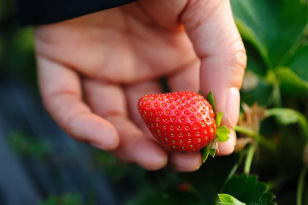 Handmatig Aardbeienplukken Lentetuin — Stockfoto