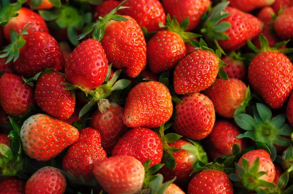 Fresas Rojas Frescas Recogidas Cerca —  Fotos de Stock