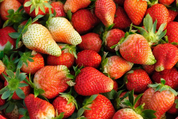 Taze Toplanmış Kırmızı Çilek Meyveleri Yakın Plan — Stok fotoğraf