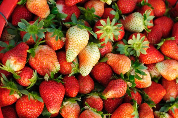Frisch Gepflückte Rote Erdbeeren Nahaufnahme — Stockfoto