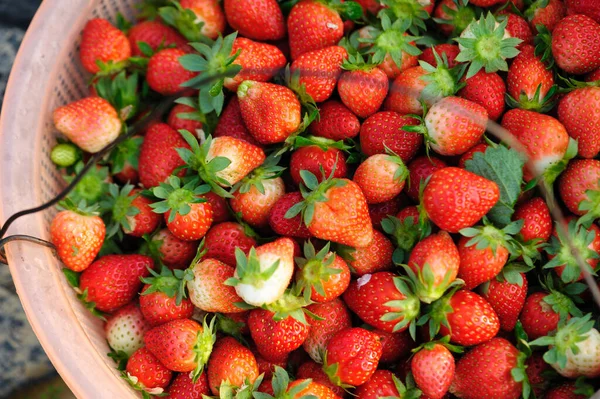 在春天的花园里收获草莓果实 — 图库照片