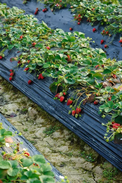 Erdbeerfrüchte Wachsen Garten — Stockfoto