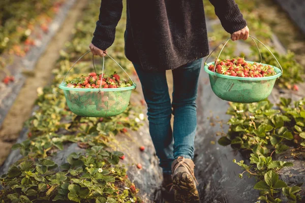 春の庭でイチゴの果物を収穫 — ストック写真