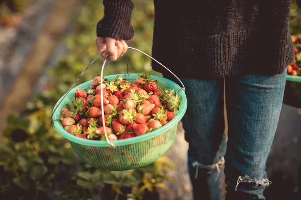 春の庭でイチゴの果物を収穫 — ストック写真