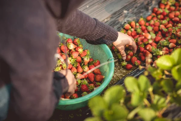 Mujer Recogiendo Frutas Fresa Jardín Primavera —  Fotos de Stock
