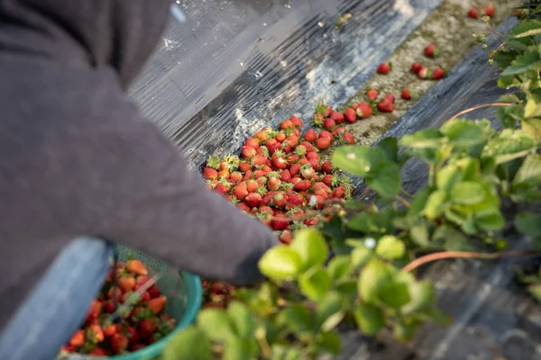 Donna Che Raccoglie Frutti Fragola Nel Giardino Primaverile — Foto Stock