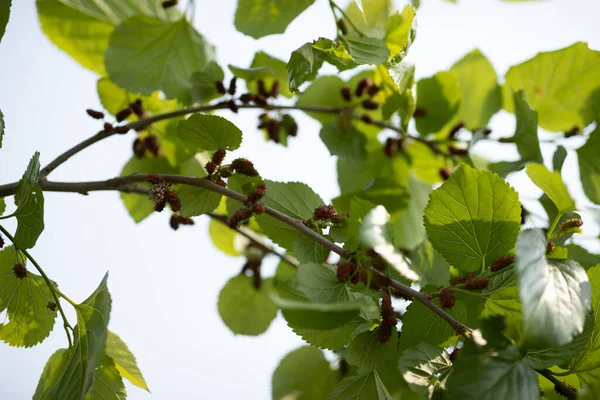 Mulberry Rostoucí Stromě Jaře — Stock fotografie
