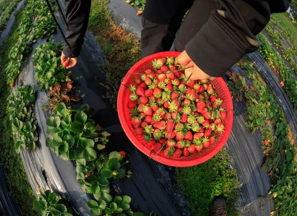 人们在春天的花园里采摘草莓 — 图库照片