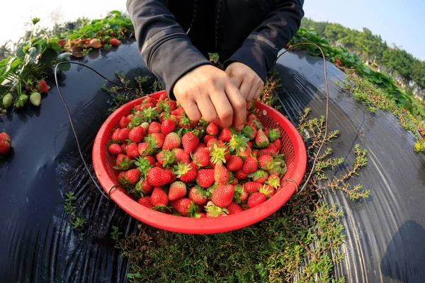 人们在春天的花园里采摘草莓 — 图库照片