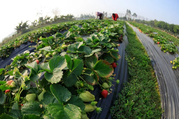 Menschen Pflücken Erdbeeren Frühlingsgarten — Stockfoto