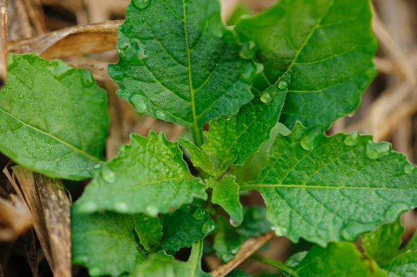 Groene Solanum Nigrum Planten Het Voorjaar — Stockfoto