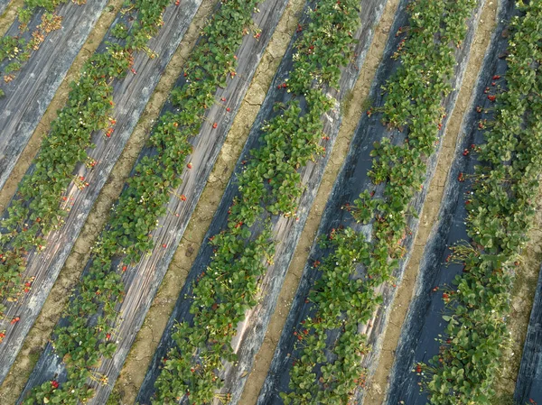 Полуничні Плоди Вирощуванні Саду — стокове фото