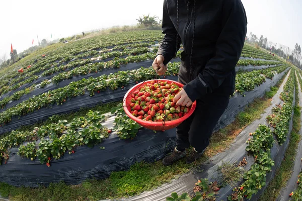 春の庭でイチゴを摘む人 — ストック写真