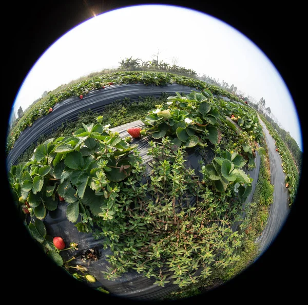 春の庭でイチゴを摘む農家 — ストック写真