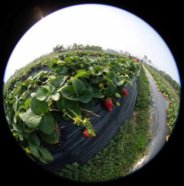 Landwirt Pflückt Erdbeeren Frühlingsgarten — Stockfoto