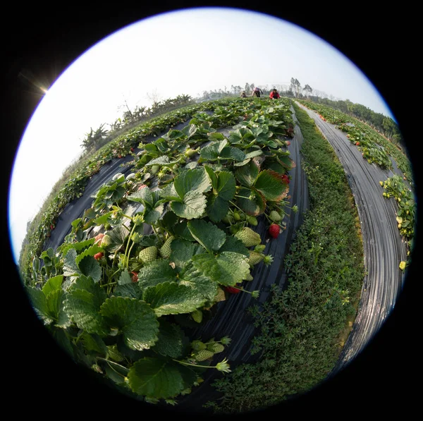 农民在春天的花园里采摘草莓 — 图库照片