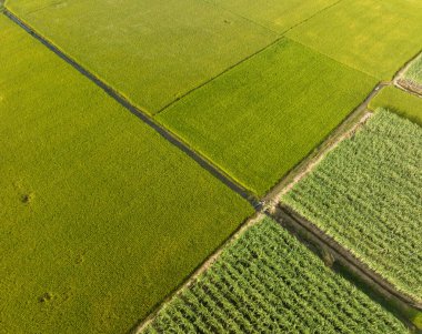 Dron pirinç alanından havadan görünümü