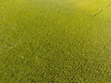 Dron pirinç alanından havadan görünümü