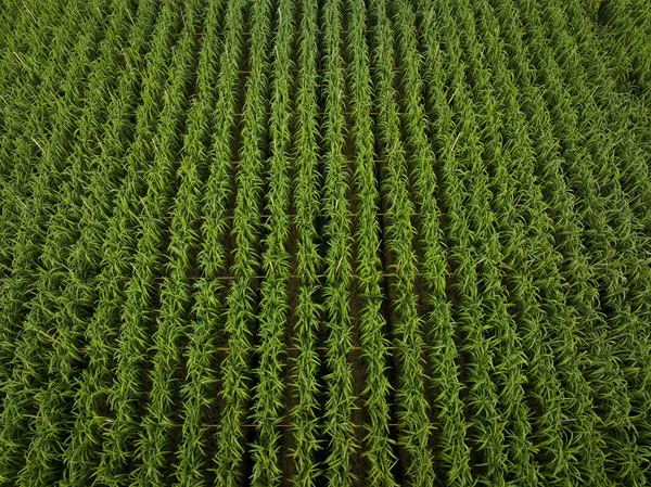 現場で栽培されているサトウキビ植物の空中風景 — ストック写真
