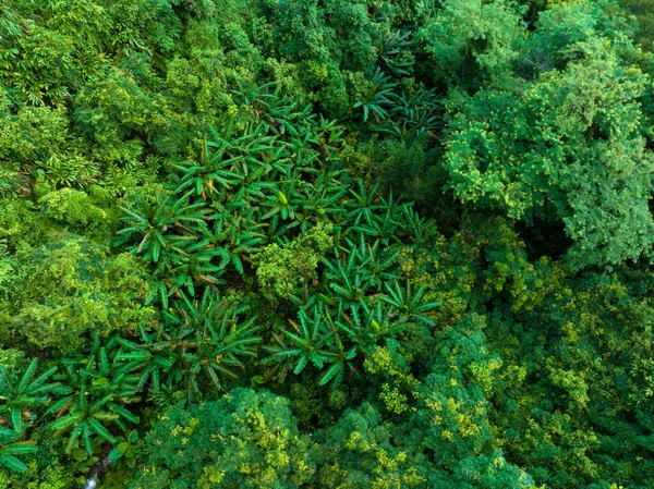 Yazın Tropikal Ormanın Havadan Görünüşü — Stok fotoğraf