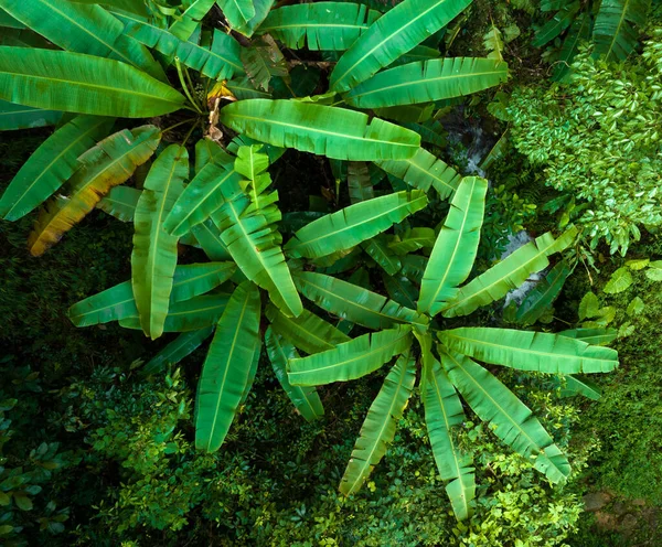 夏季热带森林的空中景观 — 图库照片