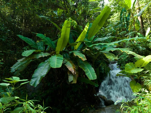 Вид Повітря Тропічний Ліс Влітку — стокове фото