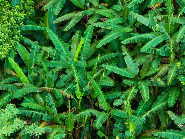 夏の熱帯林の空中風景 — ストック写真