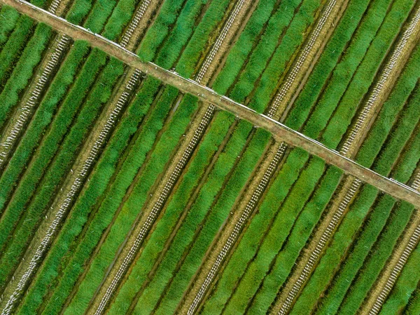 Листья Зеленого Лука Огороде — стоковое фото
