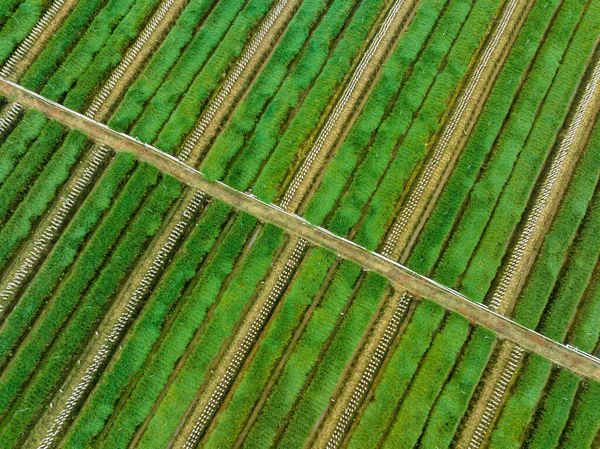 Листья Зеленого Лука Огороде — стоковое фото