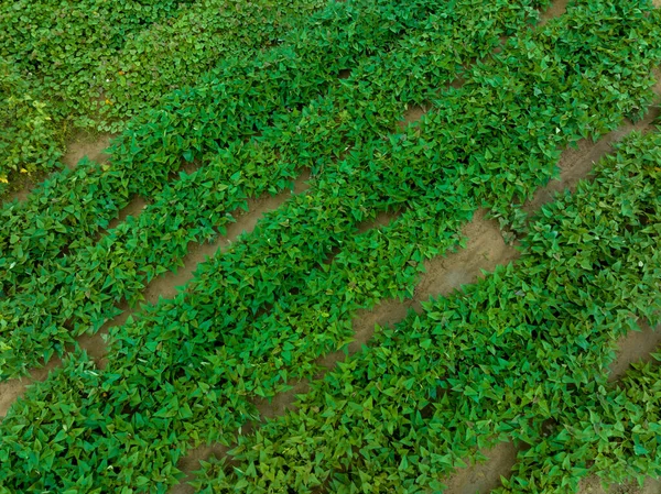 有機サツマイモの栽培 有機農業 — ストック写真