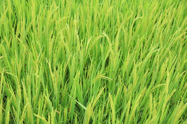 Αεροφωτογραφία Του Πεδίου Πράσινου Ρυζιού — Φωτογραφία Αρχείου