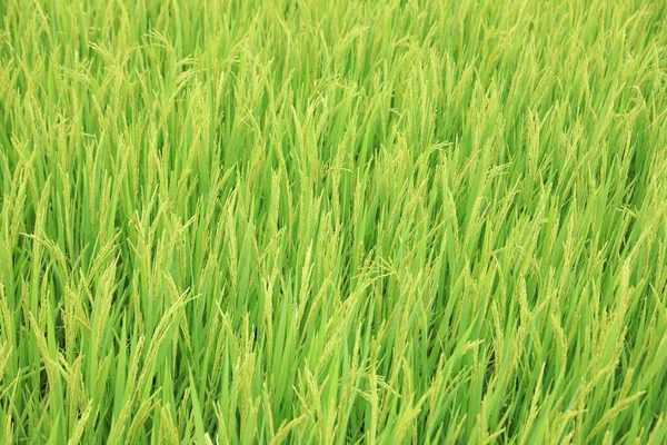 Вид Повітря Зелене Рисове Поле — стокове фото
