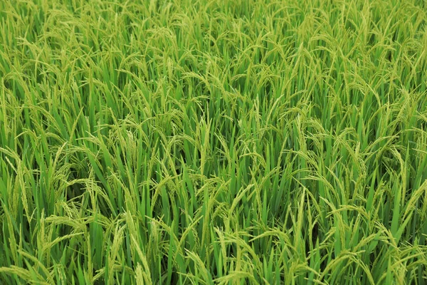 Yeşil Pirinç Tarlasının Havadan Görünüşü — Stok fotoğraf