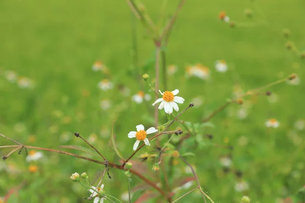 Красивые Маленькие Белые Биденс Pilosa Цветы Цветут Зимой — стоковое фото