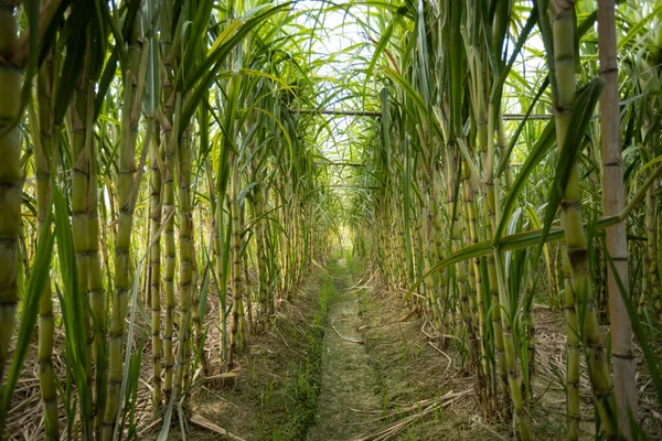 Zuckerrohrfeld Mit Wachsenden Pflanzen — Stockfoto