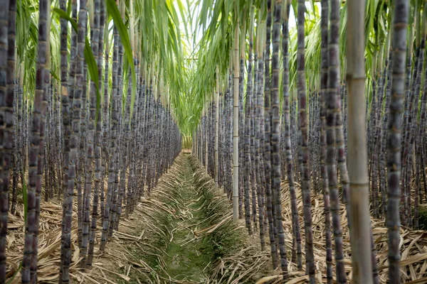 Cukornád Ültetvény Növényekkel — Stock Fotó