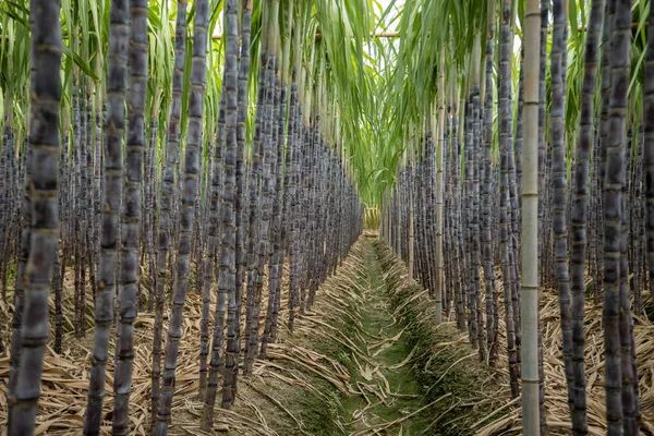 Pole Trzciny Cukrowej Roślinami Rosnącymi — Zdjęcie stockowe