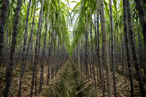 Campo Caña Azúcar Con Plantas Creciendo —  Fotos de Stock