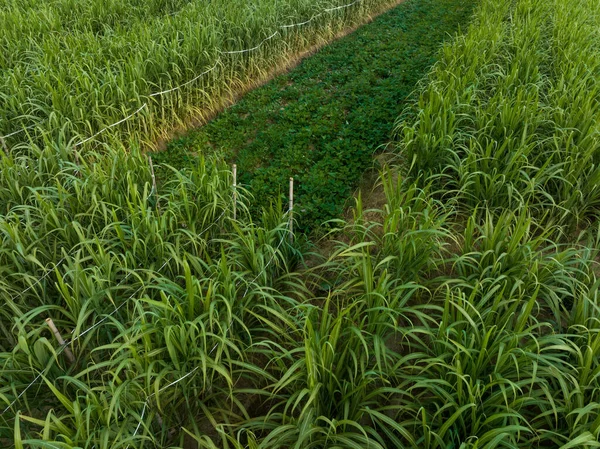 田间种植甘蔗植物的空中景观 — 图库照片