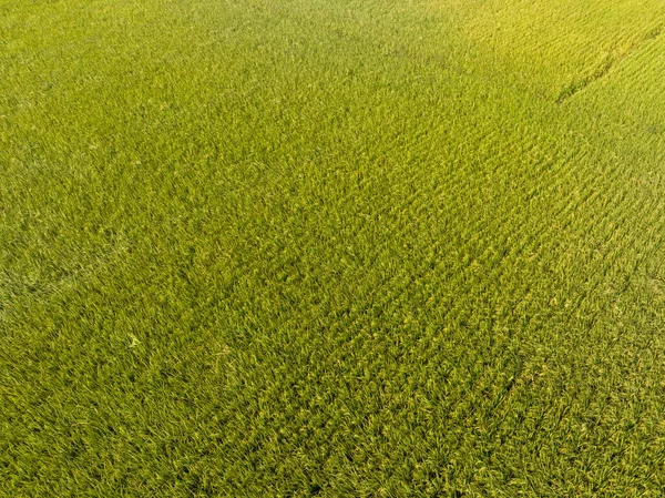 Letecký Pohled Pole Rýže Drony — Stock fotografie