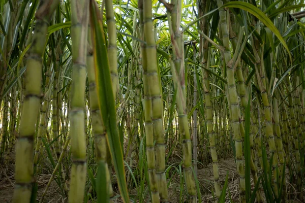 植物が成長しているサトウキビ畑 — ストック写真