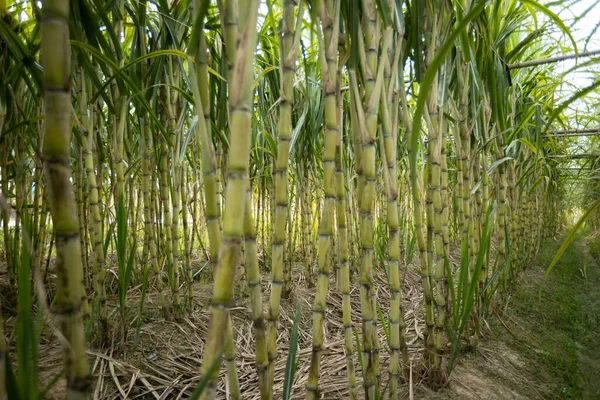 Bitkilerin Yetiştiği Şeker Kamışı Tarlası — Stok fotoğraf