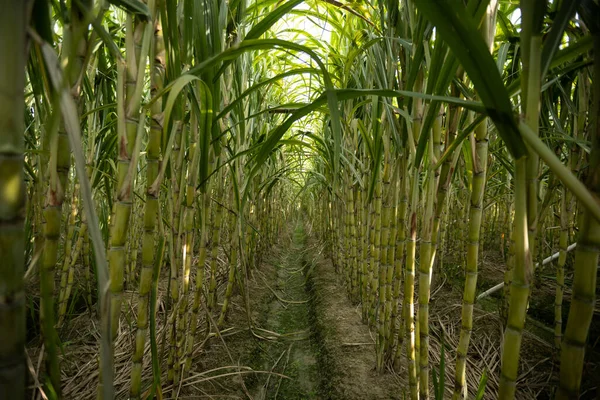 Bitkilerin yetiştiği şeker kamışı tarlası