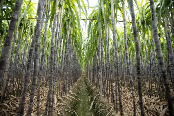 Suikerrietveld Met Groeiende Planten — Stockfoto